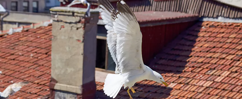 Residential Chimney Animal Removal Solution in League City, TX