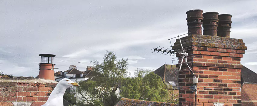 Chimney Cleaning And Restoration in League City, Texas